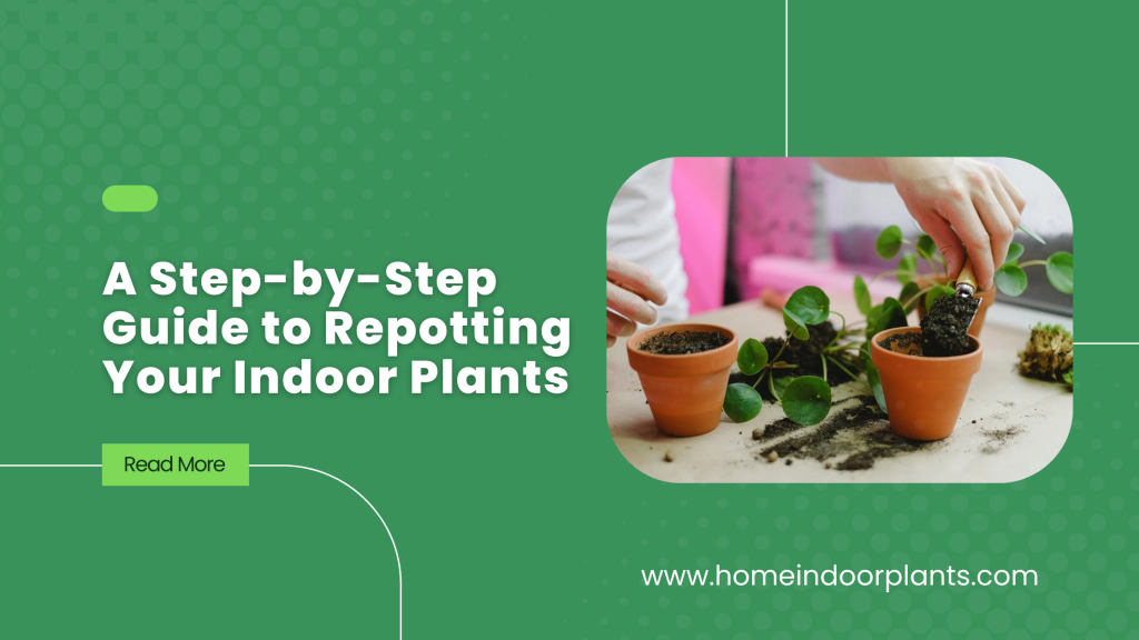 A Step-by-Step Guide to Repotting Your Indoor Plants