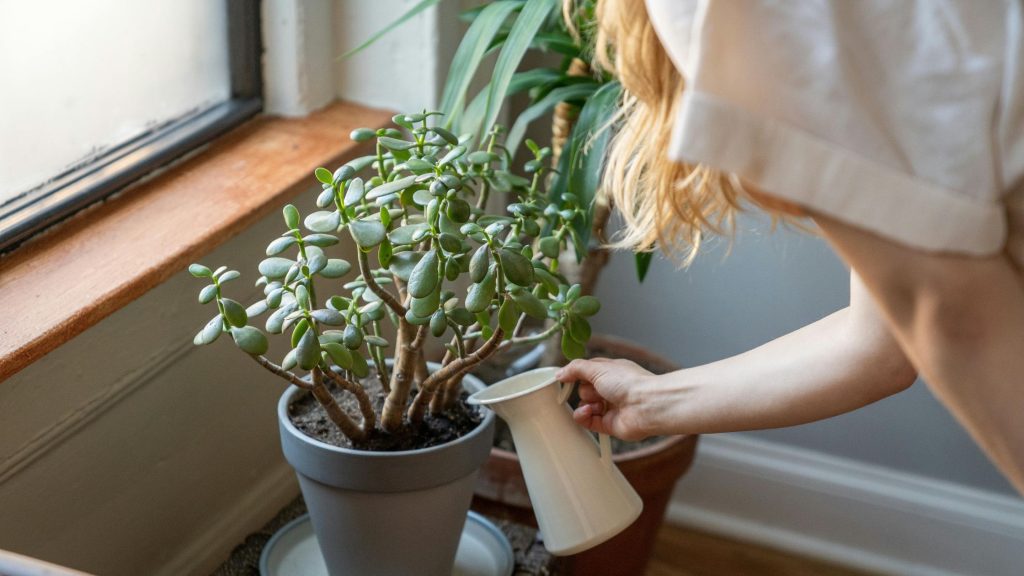 How Often Should You Water indoor plants