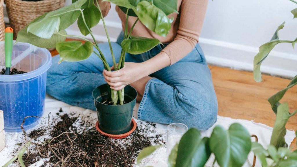 How Often to Fertilize Indoor Plants for Optimal Growth (1)