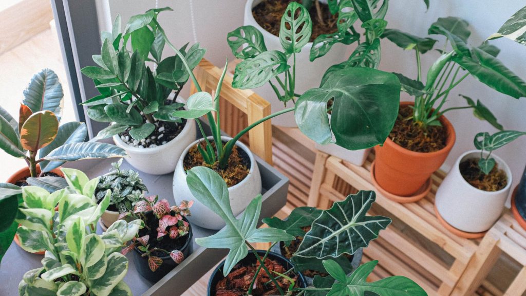 How to Care for Your Indoor Plants