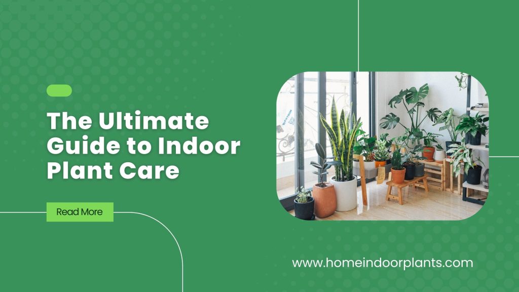 The Ultimate Guide to Indoor Plant Care