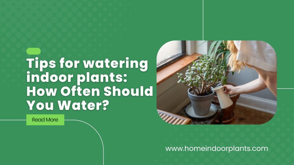 Tips for watering indoor plants