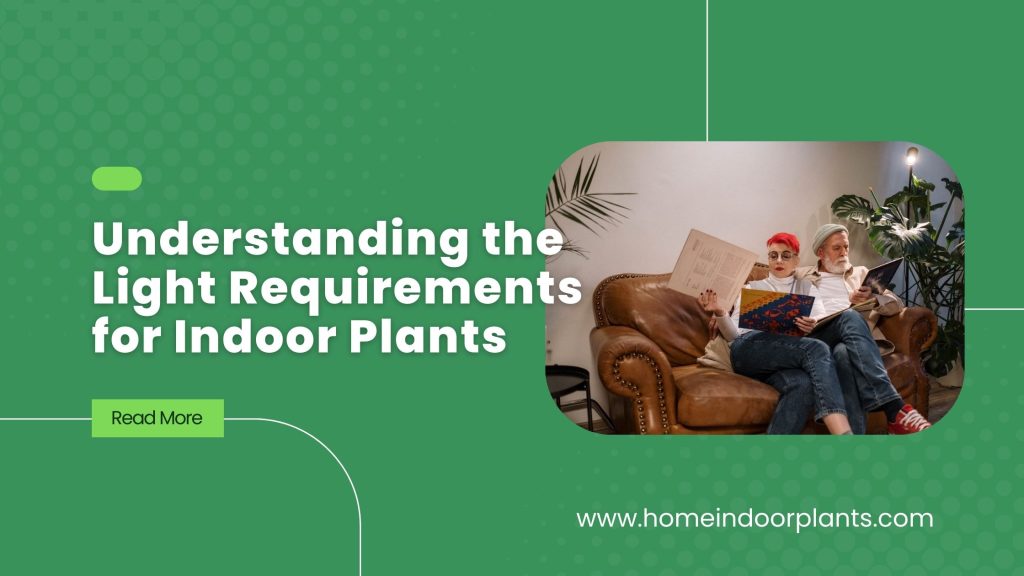 Understanding Light Requirements for Indoor Plants