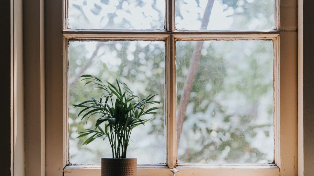 Understanding Light Requirements for Indoor Plants